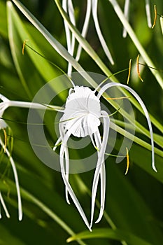 White Spider Lily - Hymenocallis