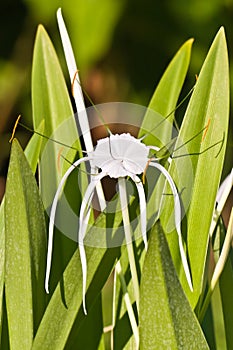 White Spider Lily - Hymenocallis