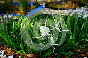 White spider lily Hymenocallis littoralis