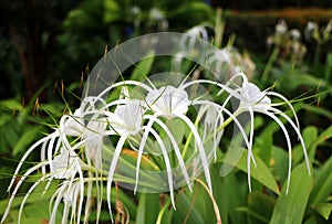 White spider lily Hymenocallis flower.