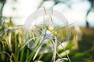 White spider lily. Hymenocallis littoralis.