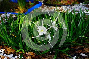 White spider lily Hymenocallis littoralis