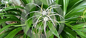 The White Spider Lily's Floral Splendor