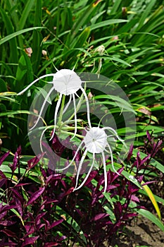 White spider Lily, species of the genus Hymenocallis