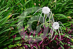 White spider Lily, species of the genus Hymenocallis