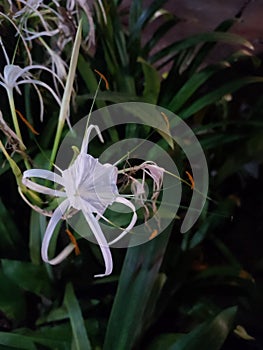 The white spider lily of the tropical garden or the beach spider lily is a species of plant from the genus Hymenocallis