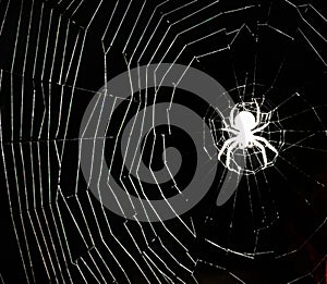 White spider`s net at night