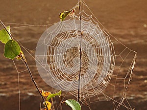 White spider net with morning dew, Lithuania