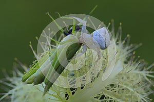 A white spider is preying on a green grasshopper.