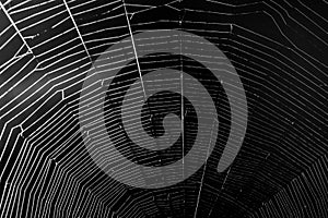 White spider`s net isolated on a black background. .