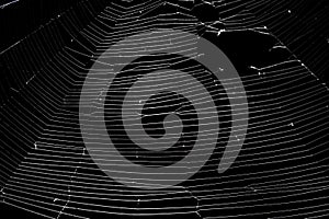 White spider`s net isolated on a black background.