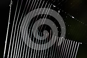 White spider`s net isolated on a black background.