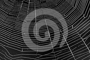 White spider`s net isolated on a black background. .