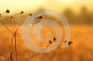 White spider web