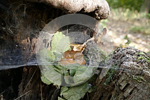 Spider web on an old stump