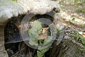 Spider web on an old stump