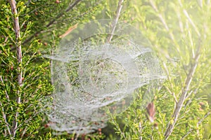 Spider web on vegetation in the forest