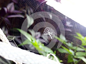 White spider