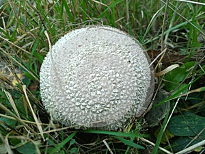 White spiny puffball lycoperdon echinatum pers.