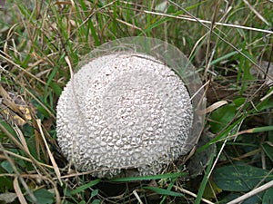 White spiny puffball lycoperdon echinatum pers.