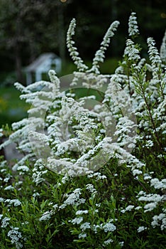 White spiraea in bloom