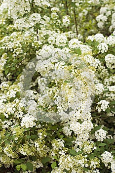 White spiraea blossom