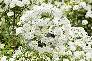 White spiraea blossom