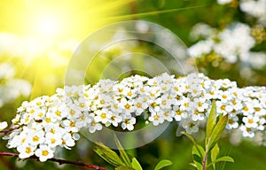 White Spiraea (Meadowsweet) flowers early spring photo