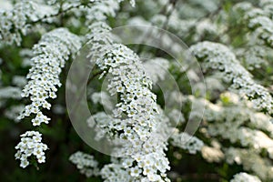 White Spiraea Thunbergii bush or Thunberg Meadowsweet