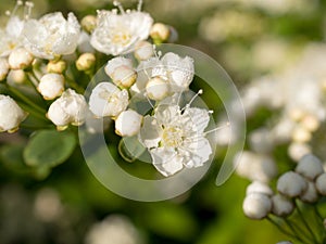 White spirea close up