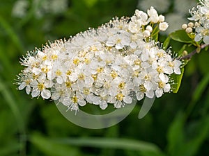 White spirea close up