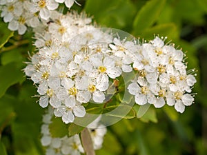 White spirea on a spring day