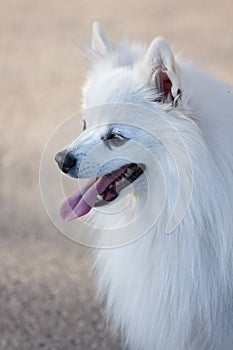 White Spitz