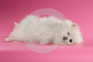 White Spitz Dog Lying on Colored Background