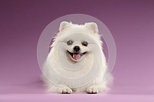 White Spitz Dog Lying on Colored Background