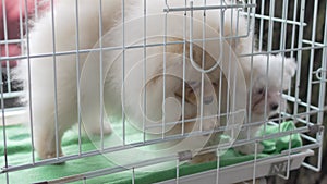 a white Spitz puppy in a cage. sale of pets at the fair.
