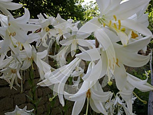 White Splendor â€“ Trumpet Lily. White American â€“ Easter Lily. Garden summer flower.