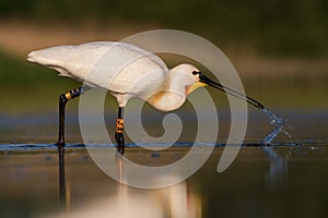 White spoonbill eating fish and drinking water