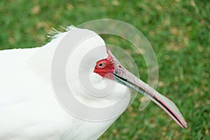 The white spoonbill (Latin: Platalea alba)