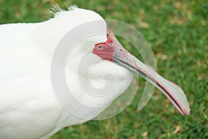 The white spoonbill (Latin: Platalea alba)