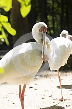 White Spoonbill shows its large beak