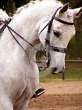 White sport horse portrait with bridle