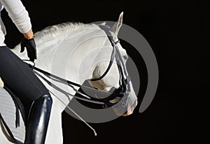 White sport horse with the rider