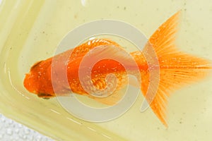 White spot disease in goldfish photo