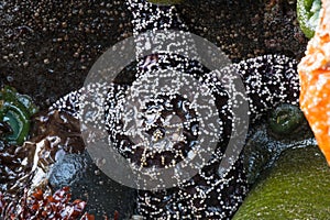 White Spots on Brown Sea Star