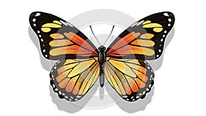 White spots near the tips, while the hindwings feature an arch of