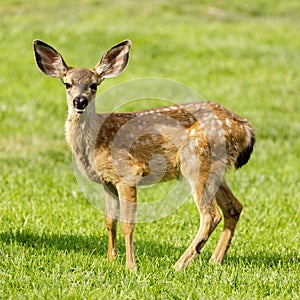 White-spotted Black-tailed Deer Fawn Grazing in Alert