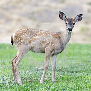 White-spotted Black-tailed Deer Fawn Grazing in Alert