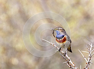 White-spotted Bluethroat, Luscinia svecica