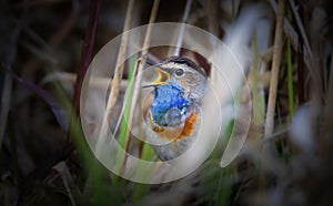 White-spotted bluethroat Luscinia svecica cyanecula on a reed stalk